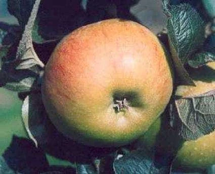 Lei-appel (Malus Domestica 'Bramley Seedling') 3 Lei-appel (Malus Domestica 'Bramley Seedling')