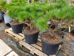 Meerstammige Japanse Pijnboom (Pinus Parviflora 'Brevifolia') -Tuinplanten Winkel brevifolia