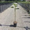 Vijg Op Stam (Ficus Carica 'Brown Turkey') 1 Vijg Op Stam (Ficus Carica 'Brown Turkey') -Tuinplanten Winkel brown turkey op stam