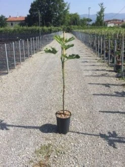 Vijg Op Stam (Ficus Carica 'Brown Turkey')