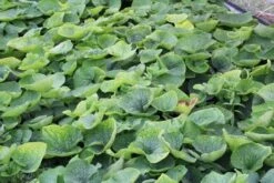 Kaukasische Vergeet-mij-niet (Brunnera Macrophylla 'Betty Bowring') 6 Kaukasische Vergeet-mij-niet (Brunnera Macrophylla 'Betty Bowring') -Tuinplanten Winkel brunnera betty bowring 1