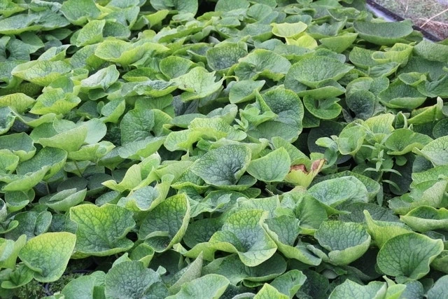 Kaukasische Vergeet-mij-niet (Brunnera Macrophylla 'Betty Bowring') 4 Kaukasische Vergeet-mij-niet (Brunnera Macrophylla 'Betty Bowring') - Afbeelding 2