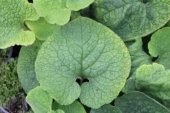 Kaukasische Vergeet-mij-niet (Brunnera Macrophylla 'Betty Bowring') 7 Kaukasische Vergeet-mij-niet (Brunnera Macrophylla 'Betty Bowring') -Tuinplanten Winkel brunnera betty bowring 2