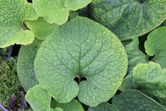 Kaukasische Vergeet-mij-niet (Brunnera Macrophylla 'Betty Bowring') 5 Kaukasische Vergeet-mij-niet (Brunnera Macrophylla 'Betty Bowring') - Afbeelding 3