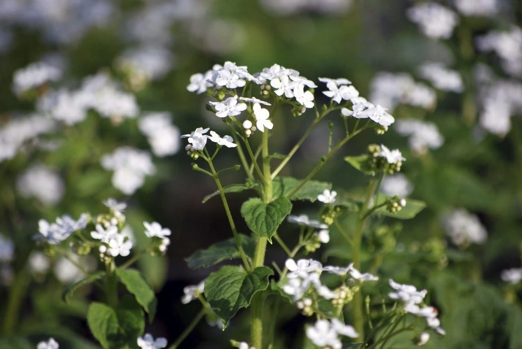 Kaukasische Vergeet-mij-niet (Brunnera Macrophylla 'Betty Bowring') 3 Kaukasische Vergeet-mij-niet (Brunnera Macrophylla 'Betty Bowring')