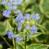 Kaukasische Vergeet-mij-niet (Brunnera Macrophylla 'Hadspen Cream') -Tuinplanten Winkel brunnera macrophylla hadspen cream