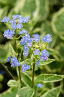 Kaukasische Vergeet-mij-niet (Brunnera Macrophylla 'Hadspen Cream')