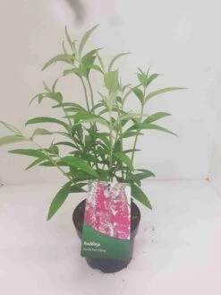 Vlinderstruik (Buddleja 'Fascinating')