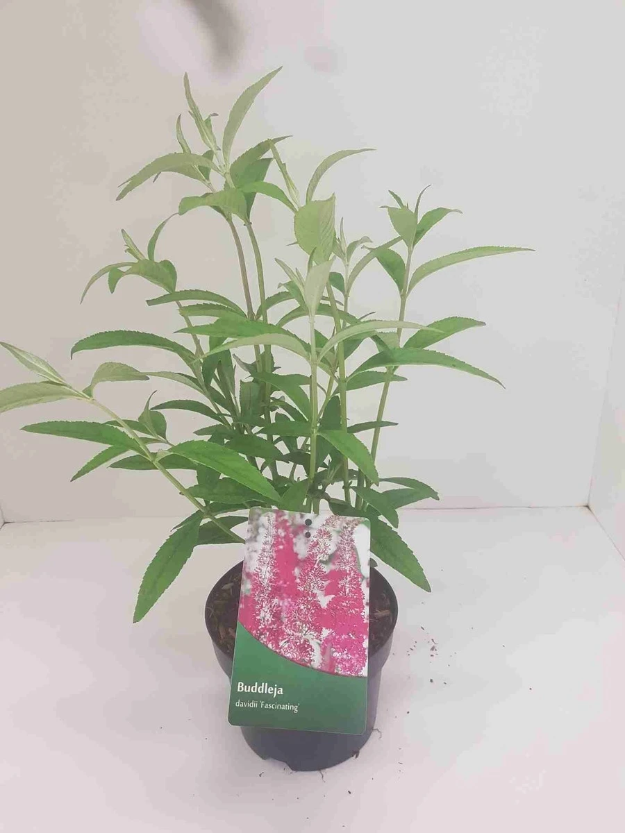 Vlinderstruik (Buddleja 'Fascinating') 3 Vlinderstruik (Buddleja 'Fascinating')