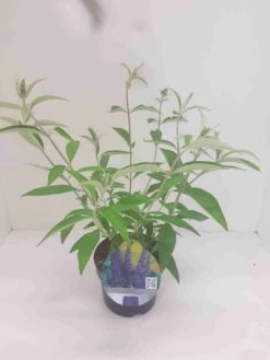 Vlinderstruik (Buddleja Davidii 'Adonis Blue') -Tuinplanten Winkel budd adonis blue