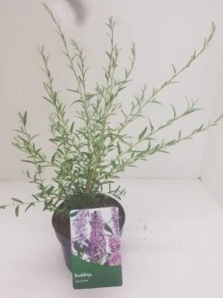 Vlinderstruik (Buddleja Alternifolia) -Tuinplanten Winkel budd alternifolia