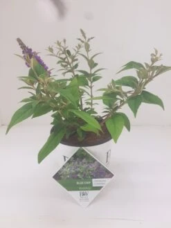Vlinderstruik (Buddleja 'Blue Chip') -Tuinplanten Winkel budd blue chip