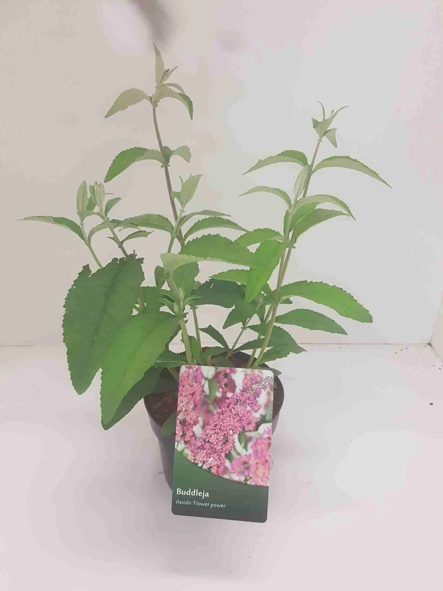 Vlinderstruik (Buddleja 'Flower Power') 7 Vlinderstruik (Buddleja 'Flower Power') - Afbeelding 5