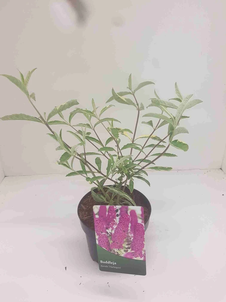 Vlinderstruik (Buddleja Davidii 'Harlequin') 4 Vlinderstruik (Buddleja Davidii 'Harlequin') - Afbeelding 2