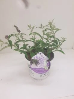 Vlinderstruik (Buddleja 'Lilac Chip') -Tuinplanten Winkel budd lilac chip