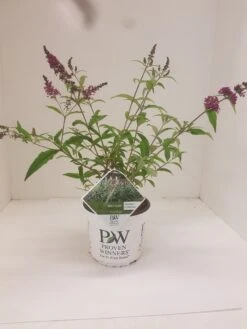 Vlinderstruik (Buddleja 'Miss Ruby') -Tuinplanten Winkel budd miss ruby