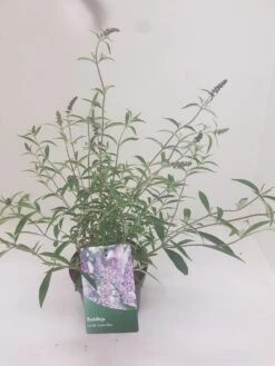 Vlinderstruik (Buddleja Davidii 'Nanho Blue') -Tuinplanten Winkel budd nanho blue