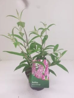 Vlinderstruik (Buddleja Davidii 'Pink Delight') -Tuinplanten Winkel budd pink delight