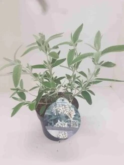 Vlinderstruik (Buddleja 'Silver Anniversary') -Tuinplanten Winkel budd silver annieversary