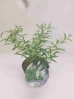 Vlinderstruik (Buddleja 'Free Petite® Snow White') -Tuinplanten Winkel budd snow white