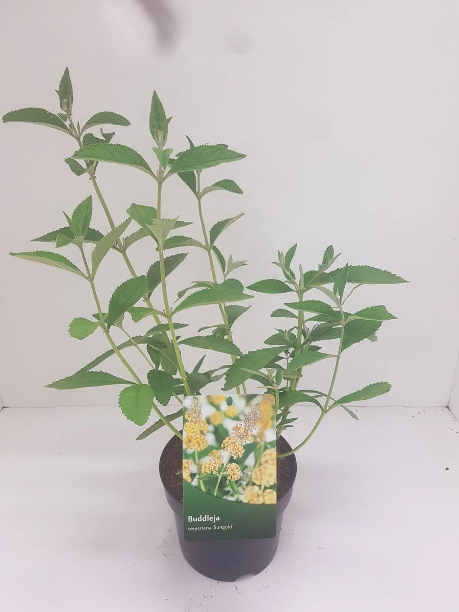 Vlinderstruik (Buddleja Weyeriana 'Sungold') 4 Vlinderstruik (Buddleja Weyeriana 'Sungold') - Afbeelding 2