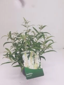 Vlinderstruik (Buddleja 'White Ball') -Tuinplanten Winkel budd white ball