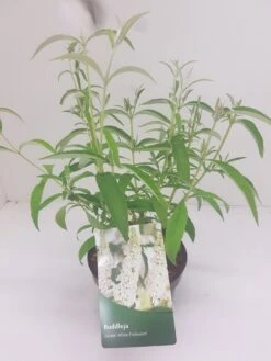 Vlinderstruik (Buddleja Davidii 'White Profusion') -Tuinplanten Winkel budd white profusion