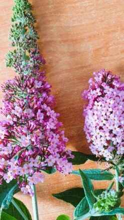 Vlinderstruik (Buddleja 'Pink Panther®') 5 Vlinderstruik (Buddleja 'Pink Panther®') -Tuinplanten Winkel buddleja1 2
