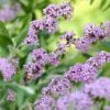 Vlinderstruik (Buddleja Alternifolia) -Tuinplanten Winkel buddleja alternifolia