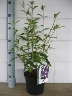 Vlinderstruik (Buddleja Davidii 'Black Knight') -Tuinplanten Winkel buddleja black knight c3 10 7 2016