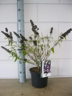 Vlinderstruik (Buddleja Davidii 'Black Knight') -Tuinplanten Winkel buddleja black knight c3 23 10 2018