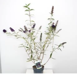 Vlinderstruik (Buddleja Davidii 'Black Knight') -Tuinplanten Winkel buddleja black knight c3 sept 23