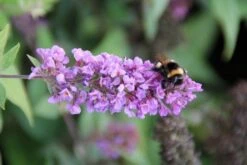 Vlinderstruik (Buddleja 'Blue Chip') -Tuinplanten Winkel buddleja blue chip 2