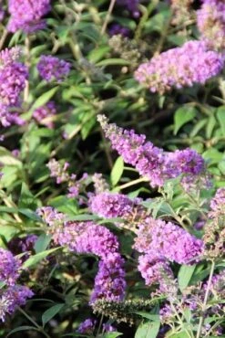 Vlinderstruik (Buddleja 'Blue Chip') -Tuinplanten Winkel buddleja blue chip 2 1