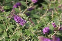 Vlinderstruik (Buddleja 'Blue Chip') -Tuinplanten Winkel buddleja blue chip 9