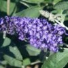 Vlinderstruik (Buddleja Free Petite 'Blue Heaven') 2 Vlinderstruik (Buddleja Free Petite 'Blue Heaven') -Tuinplanten Winkel buddleja blue heaven 01