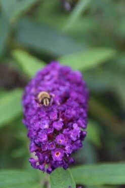 Vlinderstruik (Buddleja Davidii 'Black Knight') -Tuinplanten Winkel buddleja davidii black knight 3