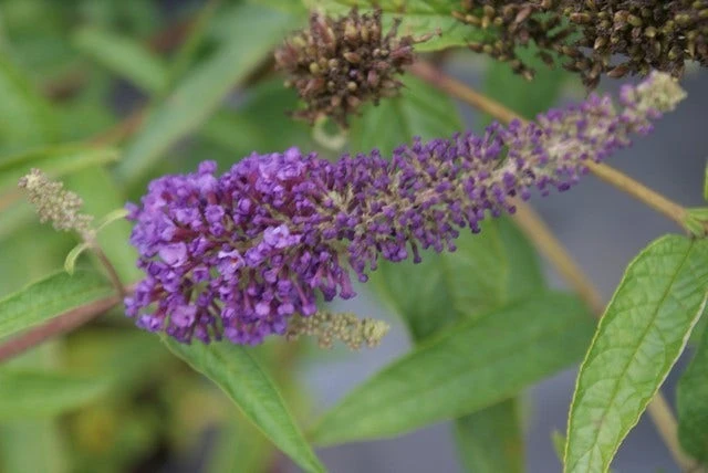 Vlinderstruik (Buddleja Davidii 'Empire Blue') 4 Vlinderstruik (Buddleja Davidii 'Empire Blue') - Afbeelding 2