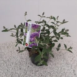 Vlinderstruik (Buddleja Free Petite 'Blue Heaven') -Tuinplanten Winkel buddleja davidii free petite blue haven pbr