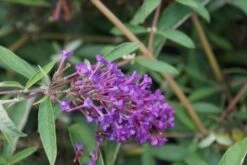 Vlinderstruik (Buddleja Davidii 'Nanho Blue') -Tuinplanten Winkel buddleja davidii nanho blue 1