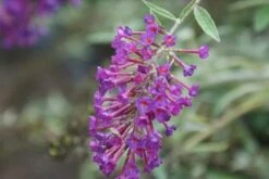Vlinderstruik (Buddleja Davidii 'Nanho Blue') -Tuinplanten Winkel buddleja davidii nanho blue 2