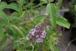 Vlinderstruik (Buddleja Davidii 'Nanhoensis')