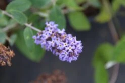 Vlinderstruik (Buddleja Free Petite 'Blue Heaven') -Tuinplanten Winkel buddleja davidii petite blue heaven 2 3.00 vita nova
