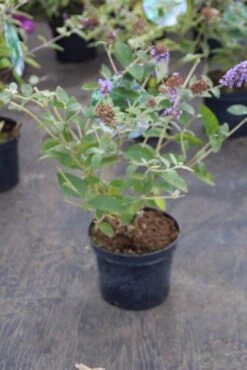 Vlinderstruik (Buddleja Free Petite 'Blue Heaven') -Tuinplanten Winkel buddleja davidii petite blue heaven 3 3.00 vita nova