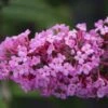 Vlinderstruik (Buddleja Davidii 'Pink Delight') -Tuinplanten Winkel buddleja davidii pink delight 2