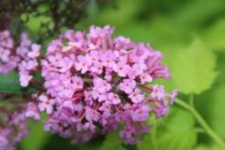 Vlinderstruik (Buddleja Davidii 'Pink Delight') -Tuinplanten Winkel buddleja davidii pink delight 4