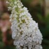 Vlinderstruik (Buddleja Davidii 'White Profusion') BIO