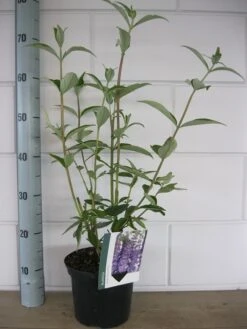 Vlinderstruik (Buddleja Davidii 'Empire Blue') 14 Vlinderstruik (Buddleja Davidii 'Empire Blue') -Tuinplanten Winkel buddleja empire blue c3 10 7 2016