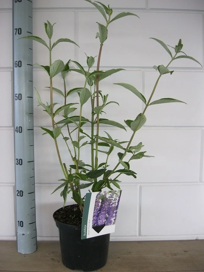 Vlinderstruik (Buddleja Davidii 'Empire Blue') 8 Vlinderstruik (Buddleja Davidii 'Empire Blue') - Afbeelding 6