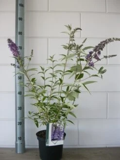 Vlinderstruik (Buddleja Davidii 'Empire Blue') 15 Vlinderstruik (Buddleja Davidii 'Empire Blue') -Tuinplanten Winkel buddleja empire blue c3 bloem 19 7 2016